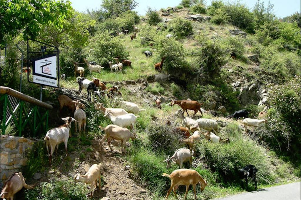 Telecabina Las Catifas Guejar Sierra Exterior foto